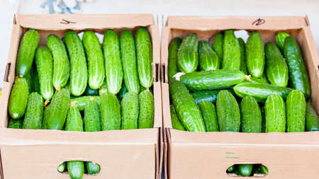 cucumber in  box on sale. cucumbers in basket. Fresh cucumbersの写真素材