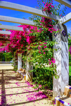 terrace with flowering bushesの写真素材