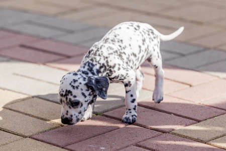 Dalmatian dog. Dalmatian puppy.の写真素材