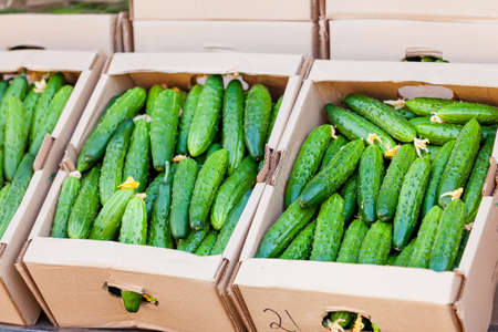 fresh green cucumber on marketの写真素材