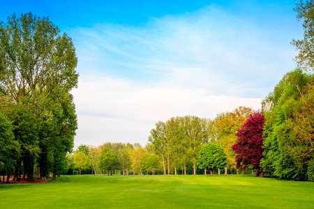 green field. Beautiful Landscape. grass and forestの写真素材