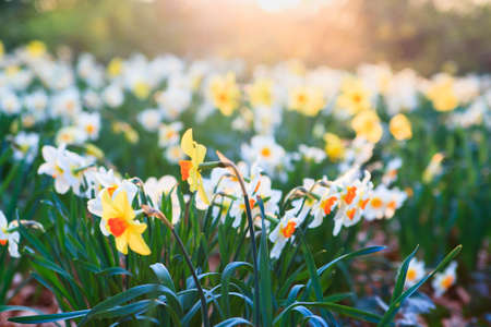 flowers  on a meadow in the morning in the spring.  Spring morning. Spring flowers meadowの写真素材