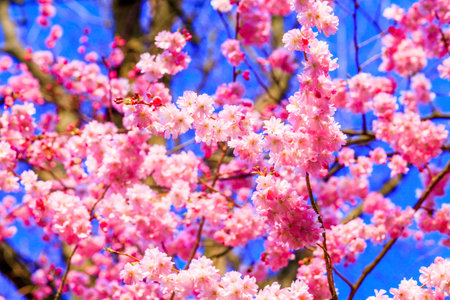 Sakura flowers blooming. Beautiful pink cherry blossomの写真素材