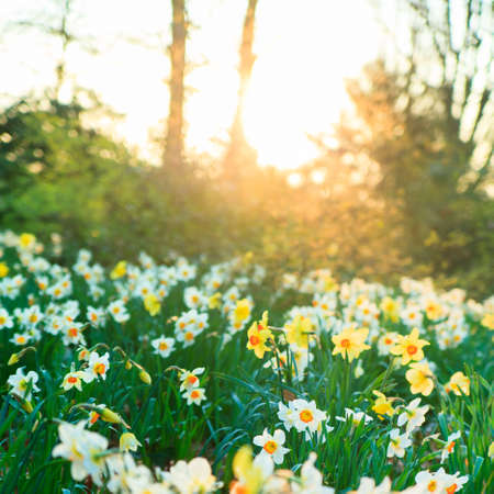 flowers  on a meadow in the morning in the spring.  Spring morning. Spring flowers meadowの写真素材