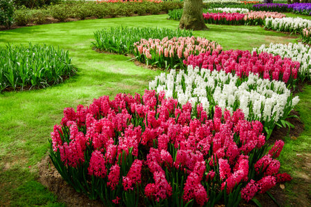 beautiful  hyacinths. Beautiful flowers backgroundの写真素材