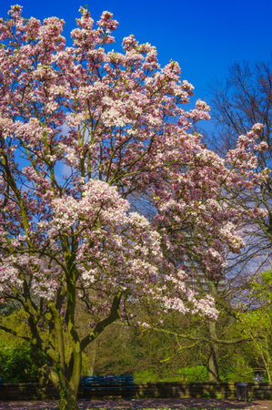 A beautiful Magnolia tree. Bloomy magnolia treeの写真素材