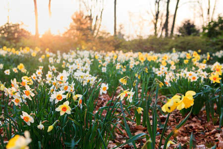 flowers  on a meadow in the morning in the spring.  Spring morning. Spring flowers meadowの写真素材