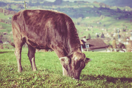 cow on a green summer meadow. Cows on a green field. Swiss cow. Vintage Retro Filterの写真素材