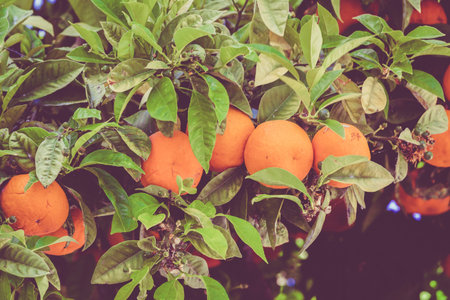 Ripe and fresh oranges. Orange garden. Vintage Retro Filterの写真素材