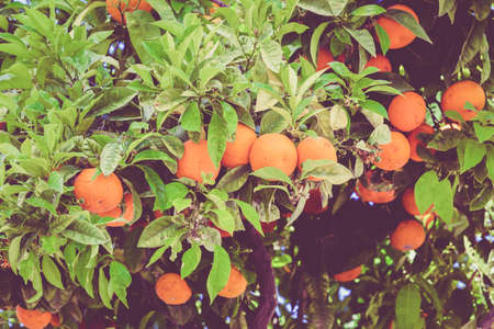 Ripe and fresh oranges. Orange garden. Vintage Retro Filterの写真素材