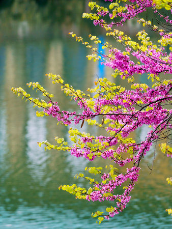 spring branch. Spring blossom background. beautiful nature scene with blooming treeの写真素材