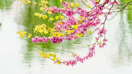 spring branch. Spring blossom background. beautiful nature scene with blooming treeの写真素材