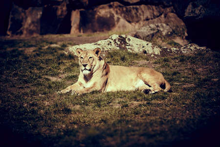 lion lying on the grassの写真素材