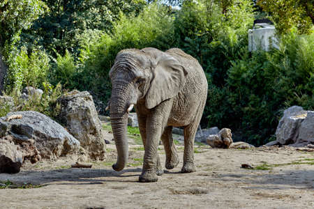Elephant in a zooの写真素材