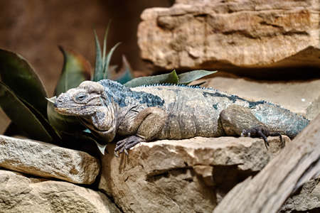 Goliath Dragons. Rhinoceros iguana. Lizard reptile iguanaの写真素材
