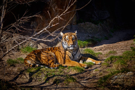 Cute tiger. Tiger in beautiful evening sun