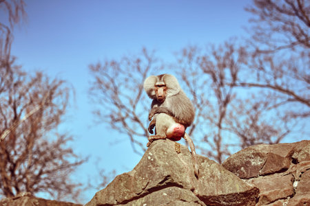 Hamadryas  sitting on a stone. Hamadryas baboon. Papio hamadryas. Monkey