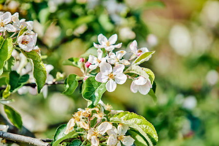 spring time.  flower blossom. blossom branch