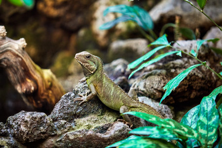 Green skin lizard looking. A beautiful Lizard