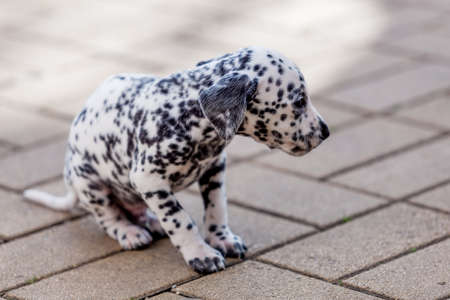 Dalmatian puppy. Beautiful Dalmatian dogの写真素材