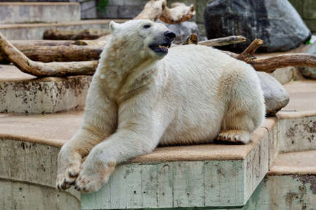 White polar bear at the zooの写真素材