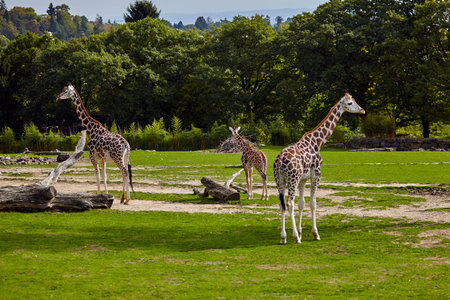 Giraffe in natureの写真素材