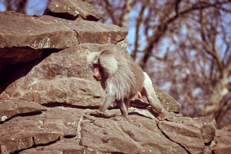 Hamadryas  sitting on a stone. Hamadryas baboon. Papio hamadryas. Monkeyの写真素材