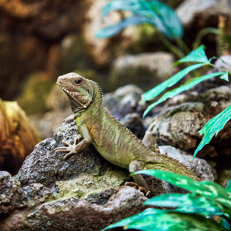 Portrait of a green iguana. Lizard