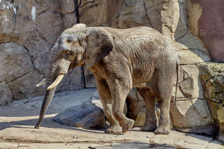 Elephant in a zooの写真素材