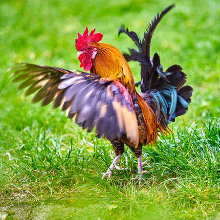 Beautiful cock. colorful roosterの写真素材