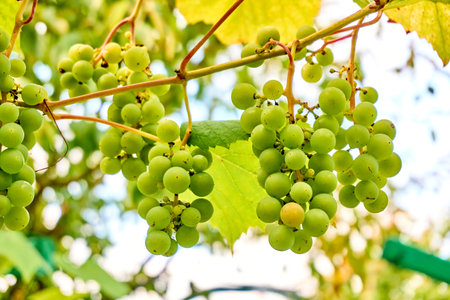 grape harvest. wine grapes background. bunch of grapesの写真素材