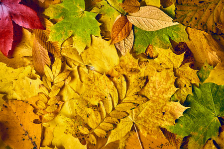 Autumn Leaves Background