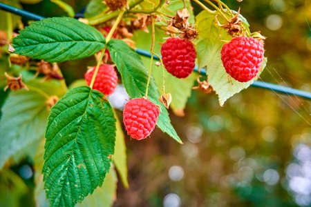 ripe red raspberries on the bush. branch of raspberryの写真素材