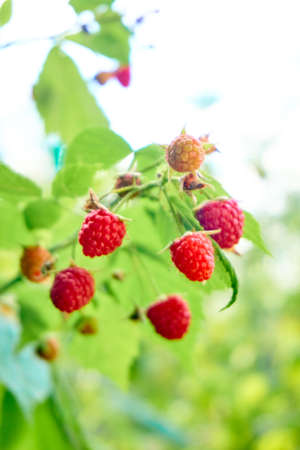 ripe red raspberries on the bush. branch of raspberryの写真素材