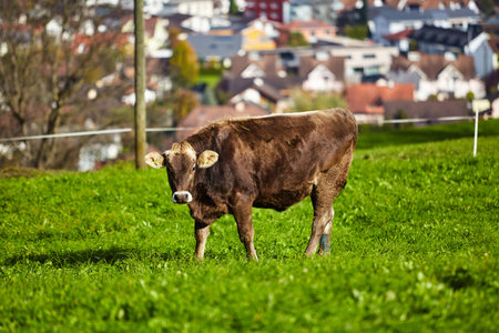 cows at summer green field. Cow on a summer pastureの写真素材