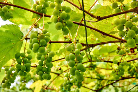 grape harvest. wine grapes background. bunch of grapesの写真素材