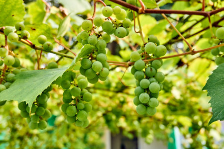 bunch of white grapes in garden. ripening grape clusters on the vineの写真素材