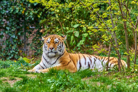 Tiger in forest. Tiger in the natureの写真素材
