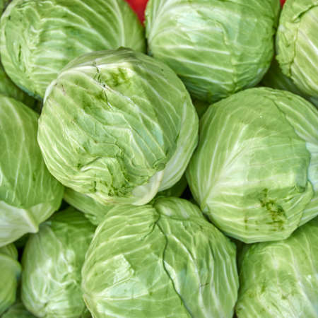 cabbage from field. cabbage backgroundの写真素材