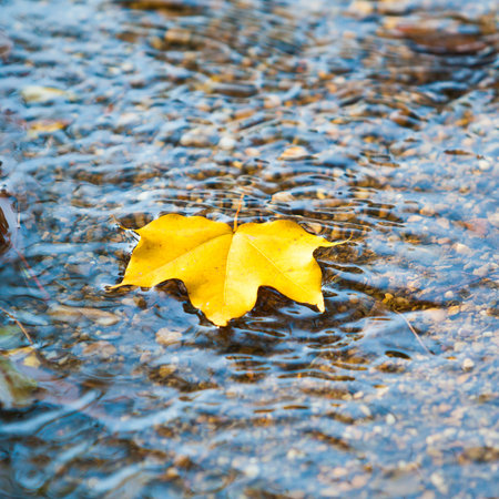 Autumn Background.  maple leaves in Autumn