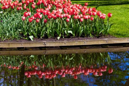 Garden landscape. modern garden design.  Landscaped Yard and Gardenの写真素材