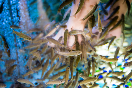 Fish spa feet pedicure. Fish Spa Skin Therapy