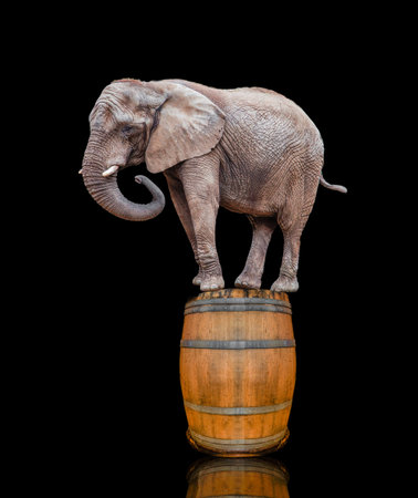 Elephant on the barrel. elephant on black backgroundの写真素材