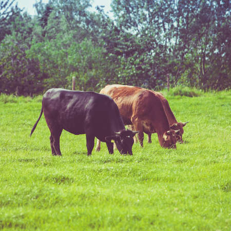 Cows on a green field. Cows on a summer pastureの写真素材