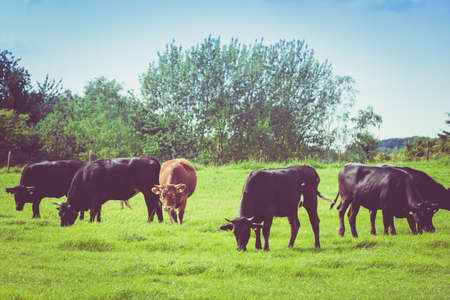 Cows on a green field. Cows on a summer pastureの写真素材