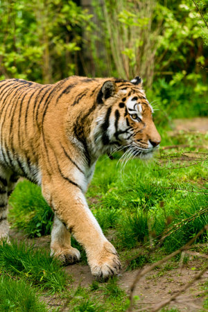 tiger walking in river water. Tiger wildlife sceneの写真素材