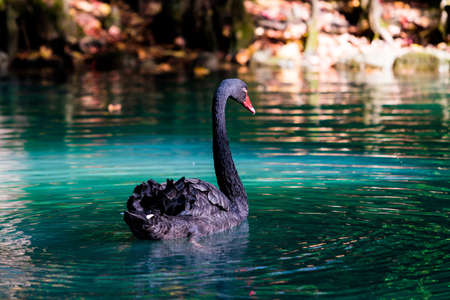 black swan In a pondの写真素材
