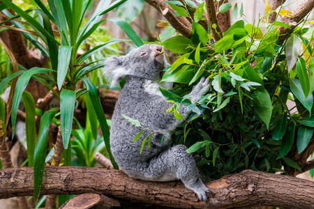 Koala Bear. koala on eucalyptus treeの写真素材
