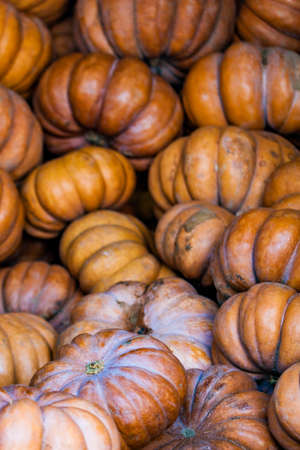 Autumn pumpkins for saleの写真素材