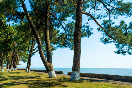 Abkhazia, Coast of the Black Seaの写真素材
